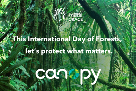 International Day of Forests: Innovative Solutions for a Sustainable Future